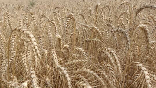 Blé Energo, juillet 2024 semence de Ferme, Rhône Alpes