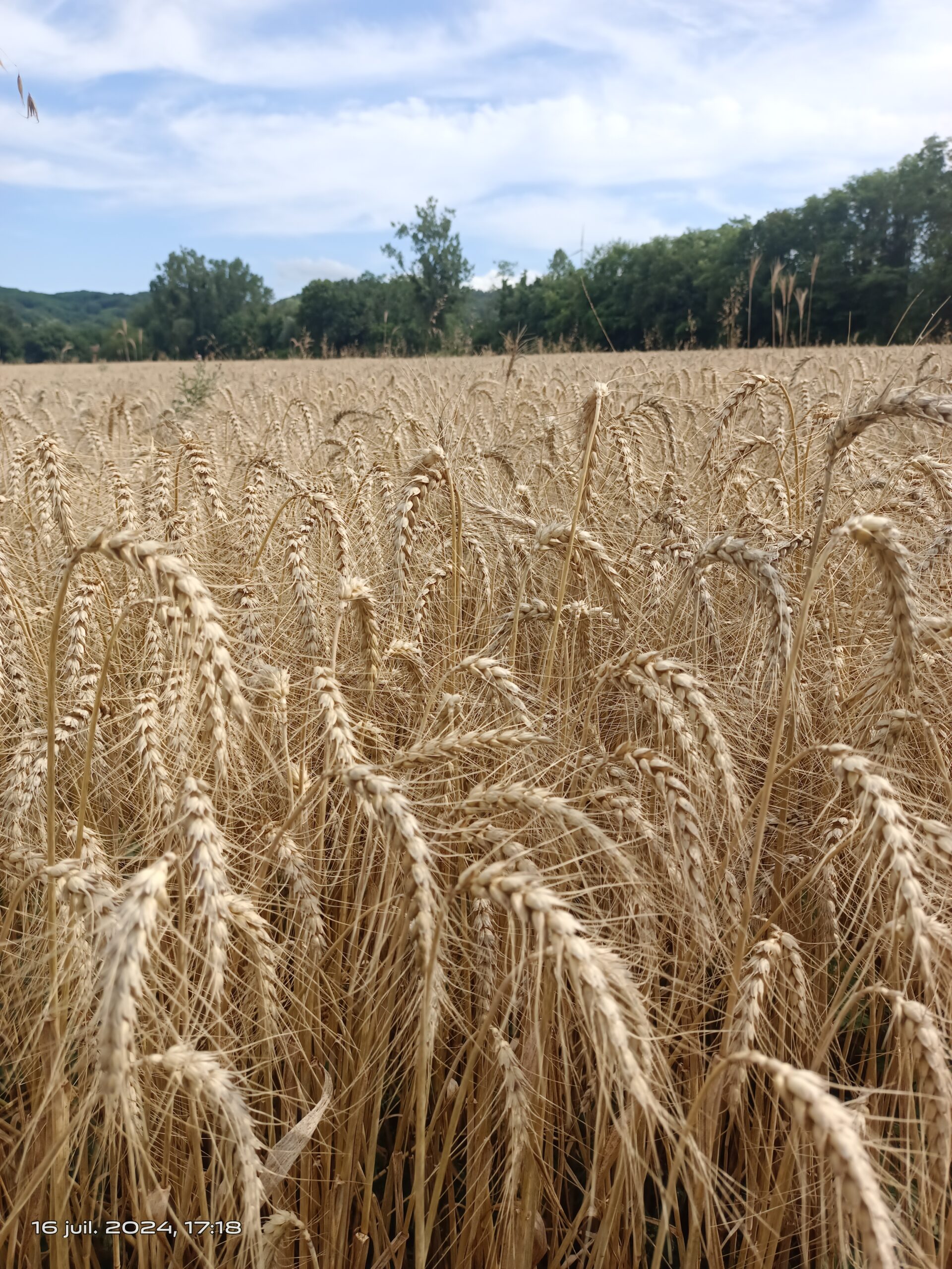 Blé Energo, juillet 2024 semence de Ferme, Rhône Alpes